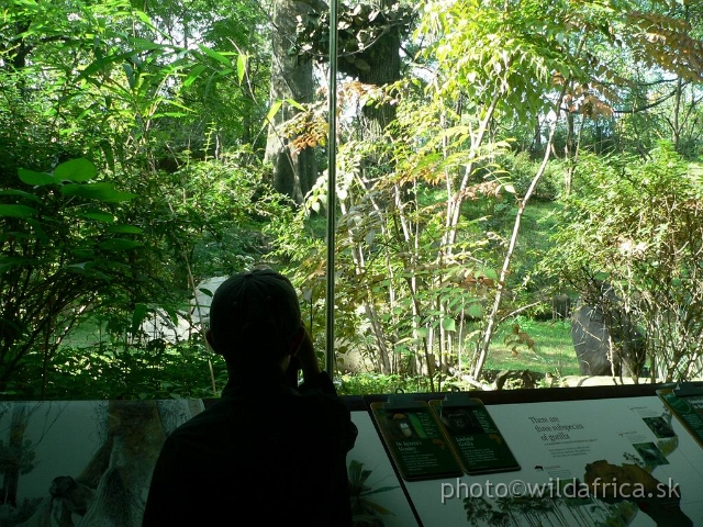 congo edu 18.jpg - Watching gorilla.